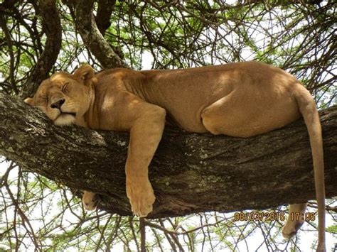 Sleeping Lion On A Tree Picture Of Serengeti National