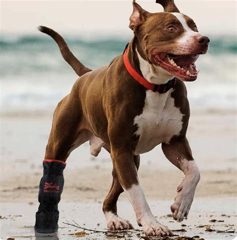 Protecting Your Dogs Paws In Hot And Cold Weather The Benefits Of