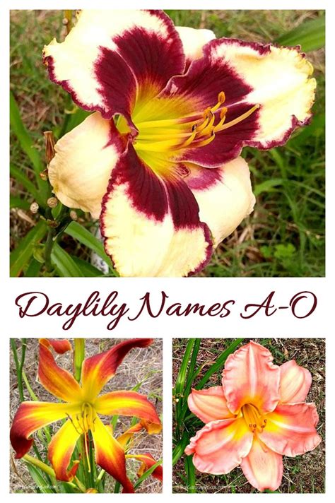 Daylily Photo Gallery Names Of Many Popular Daylily Varieties