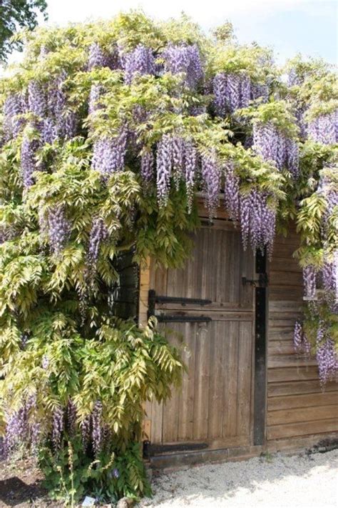 Plant Wisteria To Hang Over Potting Shedbothy Small Garden Design