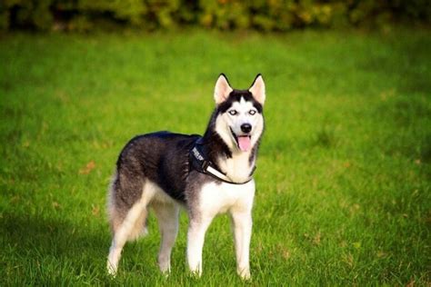 How Much Do Huskies Shed Do They Shed More Than Other Dogs Pet Arenas