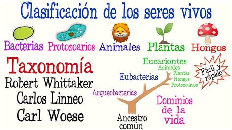 🌿5 Reinos Y 3 Dominios De La Vida🐠 Clasificación De Los Seres Vivos