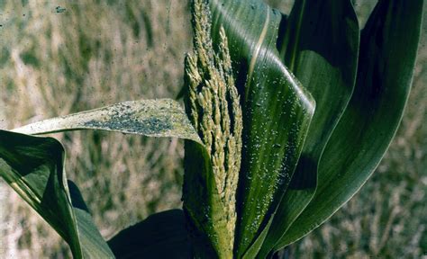 Maize Corn Diseases And Pests Description Uses Propagation