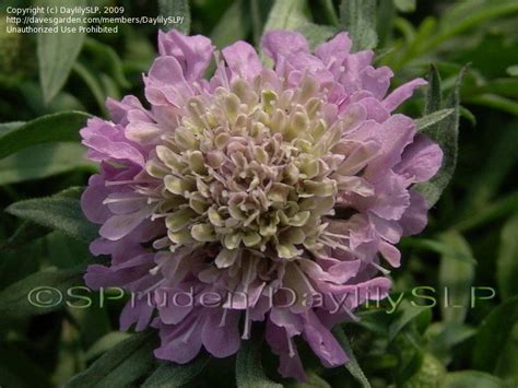 Plantfiles Pictures Dwarf Pincushion Flower Pink Diamonds Scabiosa