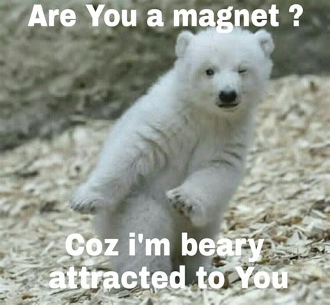Some Dank Memes From This Cute Bear Cub For You 9gag