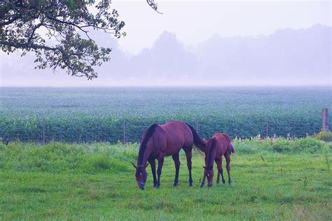 Colt And Mother In The Early Morning Fog Howard County Indiana