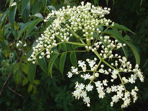 Azadirachta indica is variously known as sacred tree, heal all, village pharmacy and panacea for all diseases. Ficha del árbol del neem o nim (Azadirachta indica)