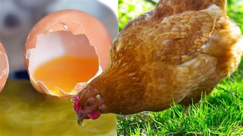 Como Fazer A Galinha Parar De Beber Os Ovos FaÇa Suas Galinhas Para De