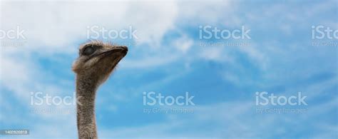Straus Emu Panoramic Stock Photo Download Image Now Animal Animal