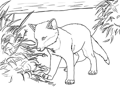 Arctic Fox Coloring Page At Getdrawings Free Download