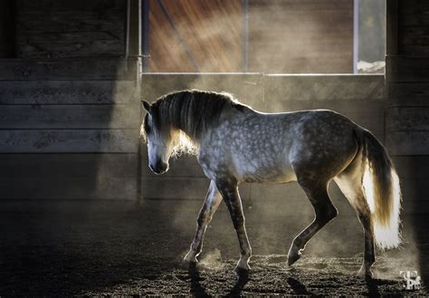 Dapple Gray Horse Wallpapers Top Free Dapple Gray Horse Backgrounds