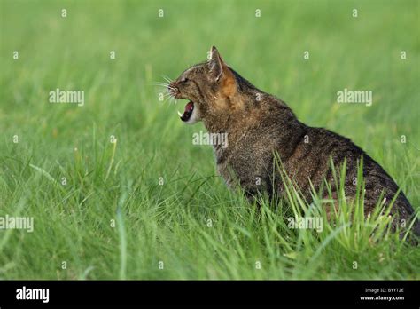 Cat Hiss Side View Hi Res Stock Photography And Images Alamy