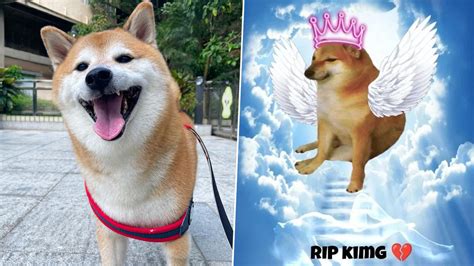 Viral News Internets Most Loved Celebrity Dog Cheems Balltze Dies