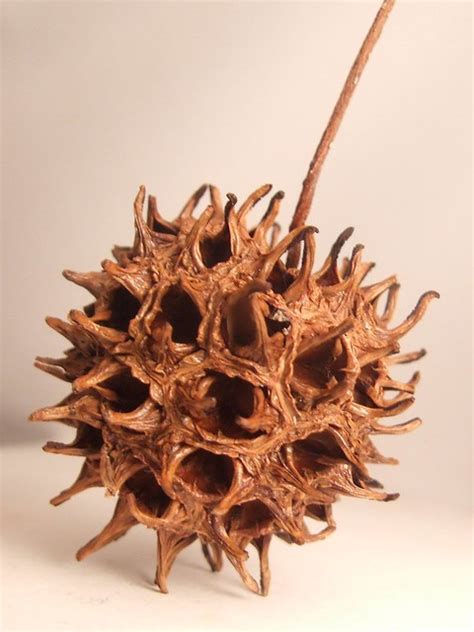 Spiky Tree Seedpod Macro A Photo On Flickriver
