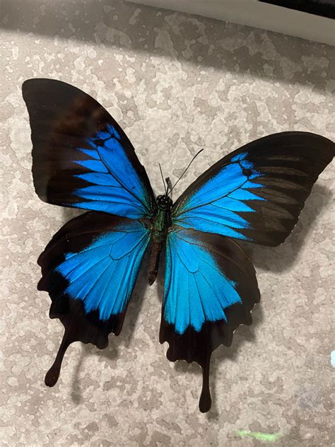 Blue Emperor Swallowtail Butterfly Papilio Ulysses Etsy Uk