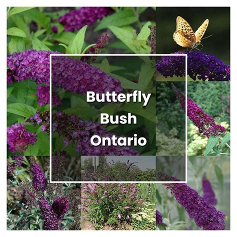How To Grow Butterfly Bush Ontario Plant Care And Tips Norwichgardener