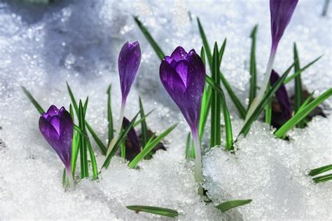Premium Photo Spring Violet Crocus Flowers In The Snow The First