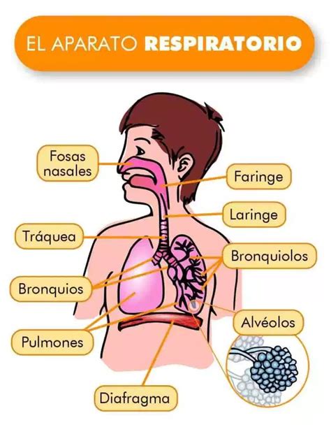 El Aparato Respiratorio El Carretillu