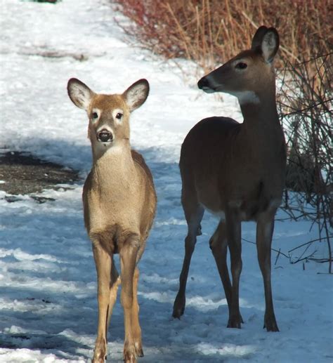 White Tailed Deer In The Wild At Lynde Shores