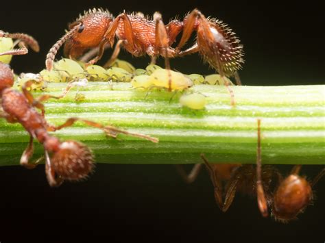 Stören sie die ameisen durch düfte, einebnen der ameisenhügel oder durch das wässern des ameisennests. Ameisen im Garten » Arten, Bekämpfung, Nutzen und mehr
