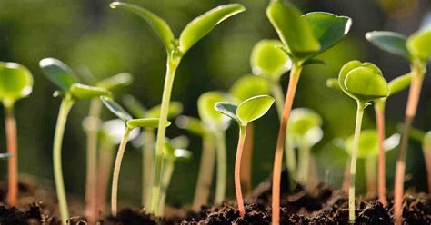 After 10 or more days have passed (or when all the seeds sprout), you can remove the lid and pull them off the heat. How To Improve Your Seed Germination Using Epsom Salt ...