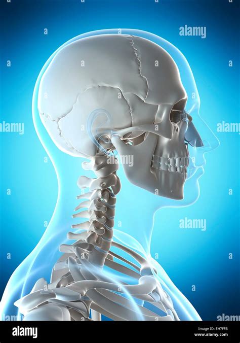 Human Skull And Neck Artwork Stock Photo Alamy