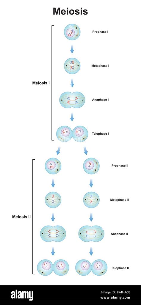 Simple Meiosis Stages
