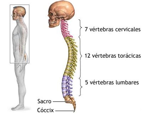 Anatom A Y Fisiolog A Humana Huesos De La Columna Vertebral