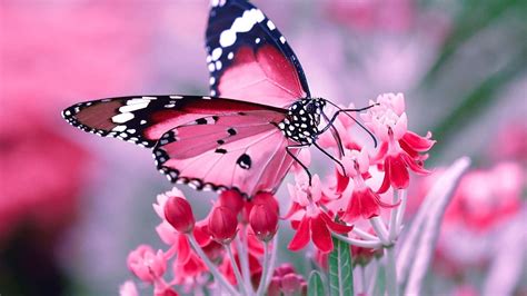 Beautiful Wallpaper Pink Beautiful Wallpaper Butterfly Pics Img Twang