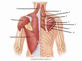 Core Rotation Muscles Photos
