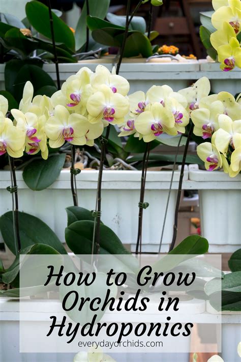 Learn How You Can Set Up A Hydroponic Or Aquaponic System At Home To