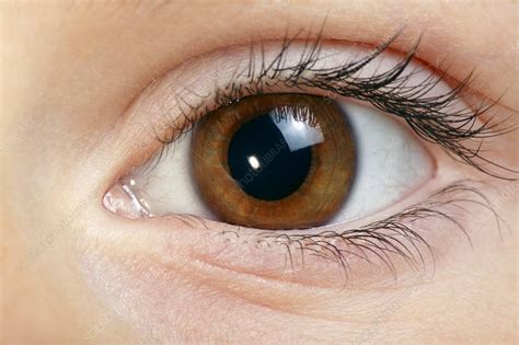 Eye Stock Image P4200585 Science Photo Library
