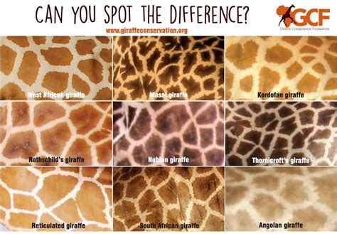 Different Giraffe Spot Pattern By Sub Specie Rgiraffes
