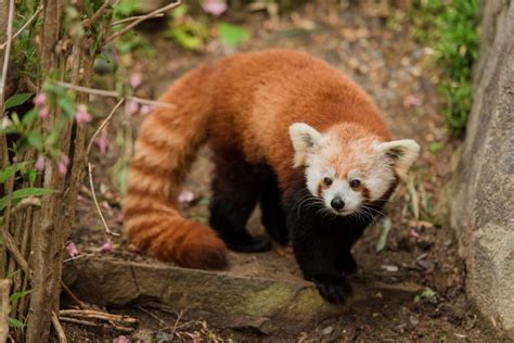 Mama And Baby Red Panda Make Debut At National Zoo The Washington Post