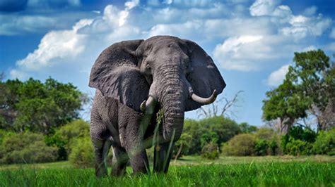 Elephant Is Standing On Green Grass Under White Clouds Blue Sky Hd
