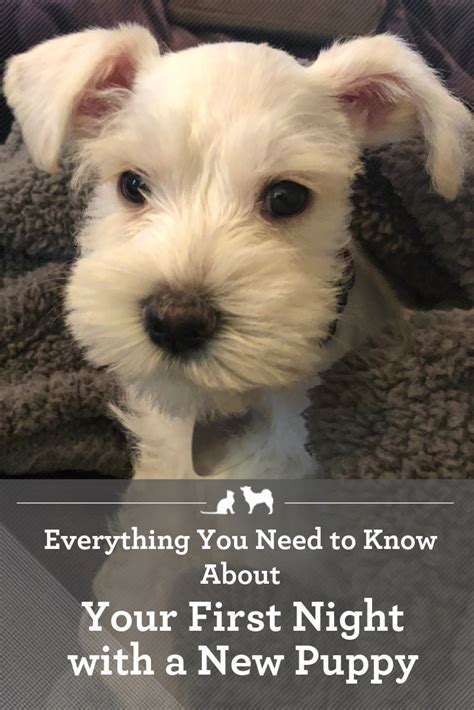 Make time to play and interact with him after he's taken care of business. New Puppy Checklist | First night with puppy, New puppy ...