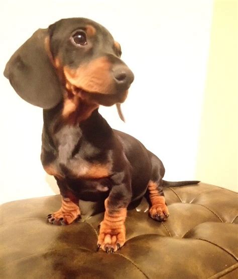 69 Standard Dachshund For Sale Photo Bleumoonproductions
