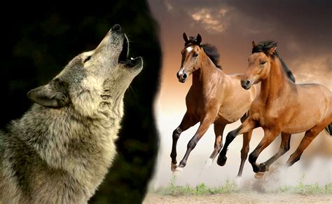 ♥~the Hunted~♥~a Wolf And Wild Horse Rp ~♥~