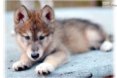Meet Male A Cute Wolf Hybrid Puppy For Sale For 700 Wolf Cub Puppies