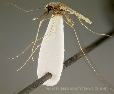 The Parasite And Its Vectors Scientists Against Malaria