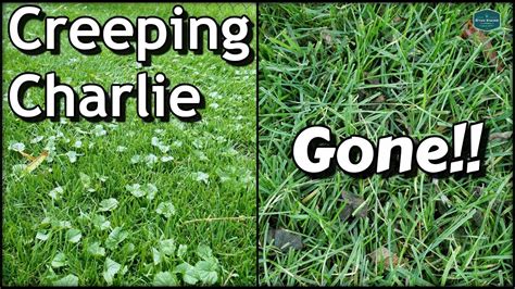 How To Get Rid Of Creeping Charlie With Results Diy Lawn Care