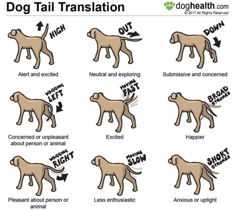 Tail Waging Chart Dog Body Language Dog Training Dog Care