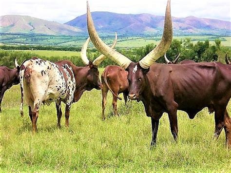 African Ankole Cattle Photograph By Debbie Turrisi Pixels