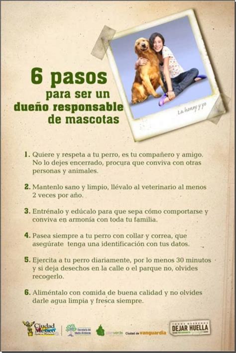 6 Pasos Para Ser Un Dueño Responsable De Mascotas Baby Dogs Dogs And