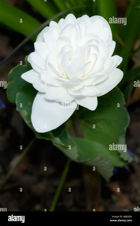Closeup Of A Double Bloodroot Plant Sanguinaria Canadensis Stock Photo