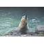 Polar Bear Jumping Out Of The Water Photograph By Barbra Telfer