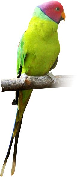 Parakeet Parrot Ka Transparent Png Original Size Png Image Pngjoy