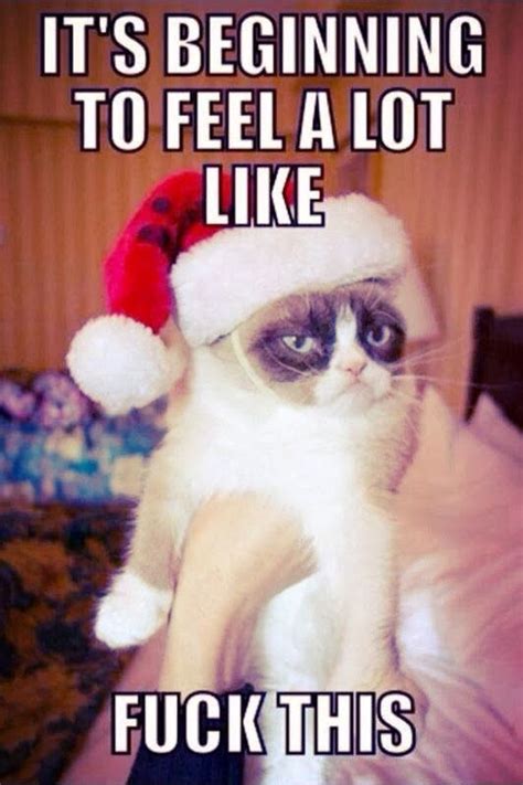 Bah Humbug Grumpy Cat Christmas Grumpy Cat Humor Grumpy Cat