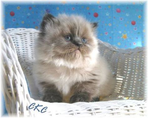 Adorable Teacup Persian Kittens For Free Adoption Dubai City Teacup