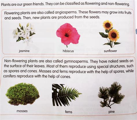 Grade 4 Evs Ch 8 Flower And Its Types